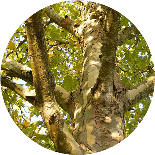 A London Planetree, with focus on the bark.